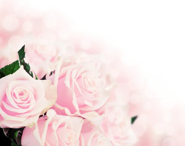 Ροζ τριαντάφυλλα με αντίγραφο χώρου — Φωτογραφία Αρχείου