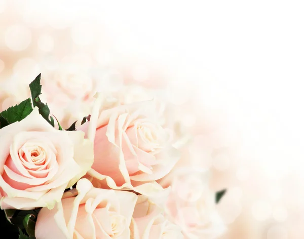 Pink roses with copy space — Stock Photo, Image