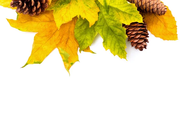 Herbst Blätter auf weißem Hintergrund — Stockfoto