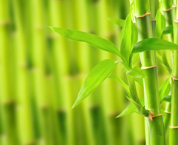 Fondo de bambú con espacio de copia —  Fotos de Stock