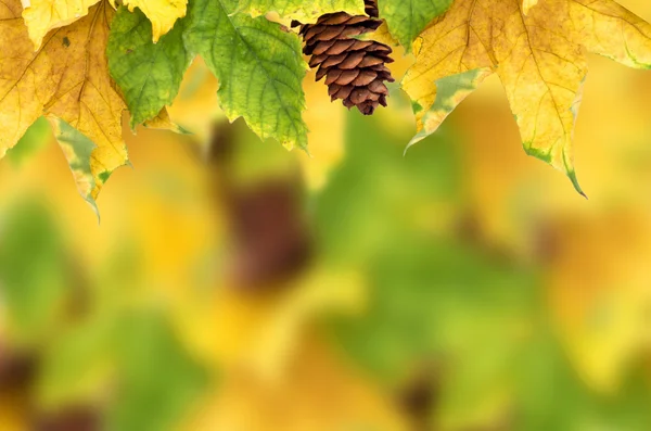 Autumn maple leaves with copy space — Stock Photo, Image