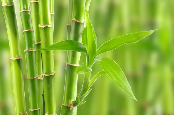 Bamboo background with copy space — Stock Photo, Image