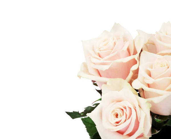 Rosas rosadas con espacio de copia —  Fotos de Stock