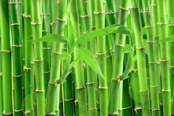 Sfondo di bambù verde — Foto Stock