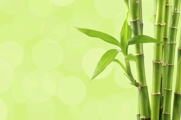 Voorjaar groene achtergrond met bamboe — Stockfoto