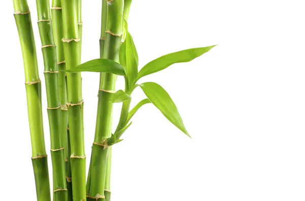 Fresh green bamboo — Stock Photo, Image