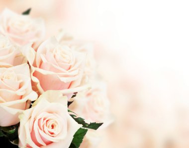 Pembe güller kapanıyor