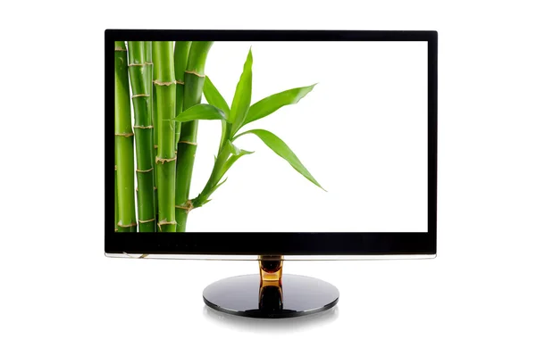 Bamboo in monitor on white — Stock Photo, Image