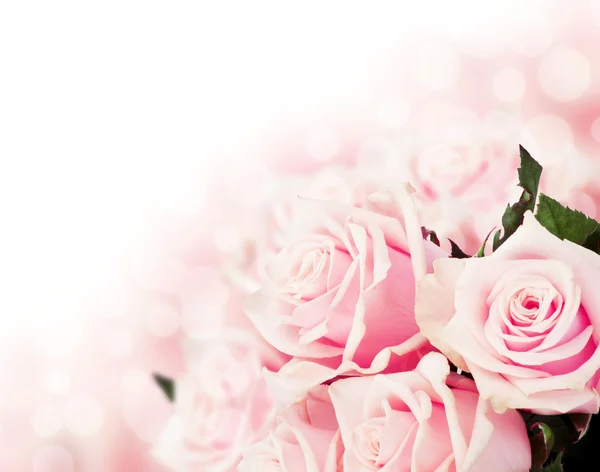 Pink roses close up — Stock Photo, Image