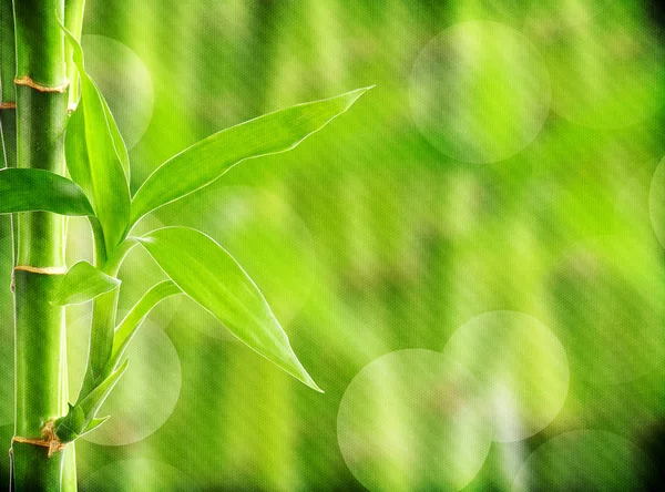 Grunge fundo de bambu — Fotografia de Stock