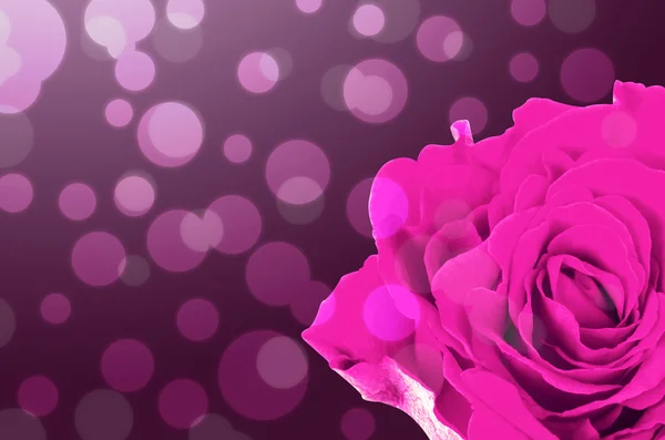 Pink rose on purple — Stock Photo, Image