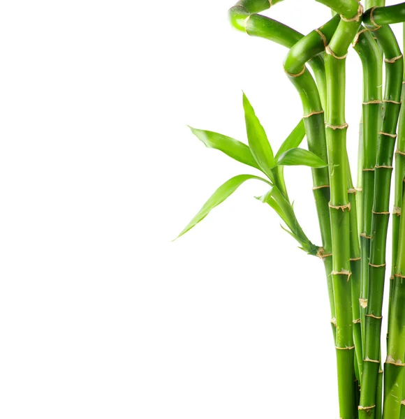 Bambus isoleret på hvid - Stock-foto