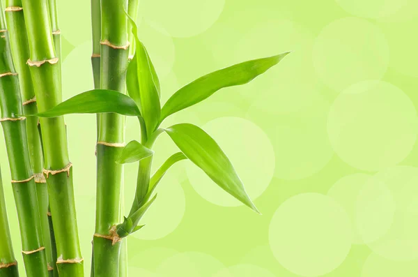 Fundo de bambu verde fresco — Fotografia de Stock