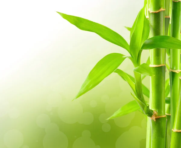 Green bamboo background — Stock Photo, Image