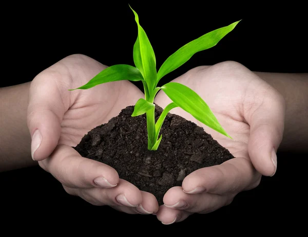 Groene plant in handen — Stockfoto