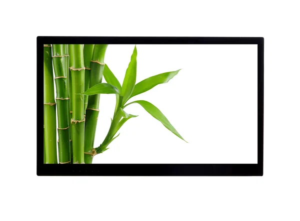 Grüner Bambus im Monitor — Stockfoto