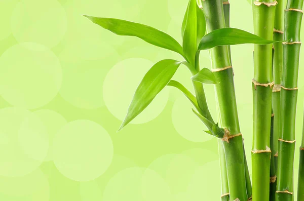 Frisch grüner Bambus Hintergrund — Stockfoto