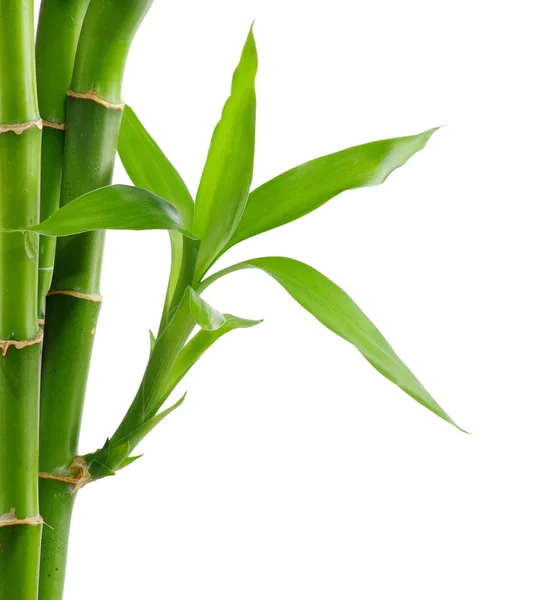 Grøn bambus på hvid - Stock-foto