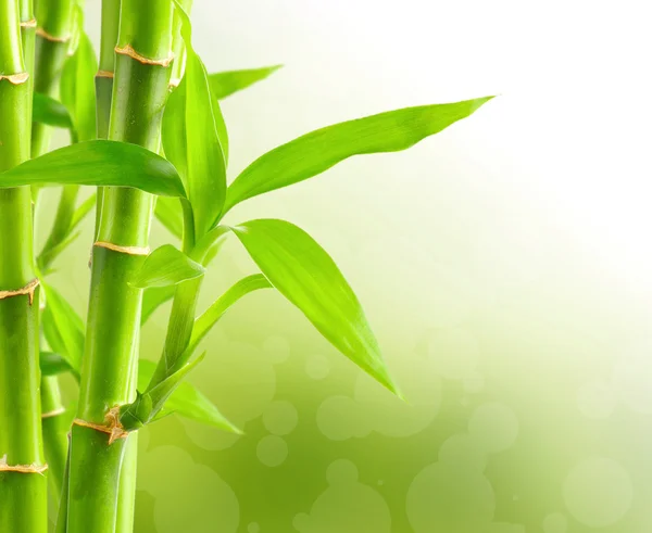 Zelené bambusové pozadí — Stock fotografie