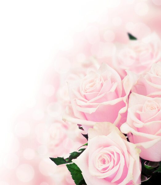 Pink roses close-up