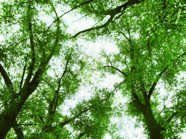 ağaçlar yeşil yaprakları