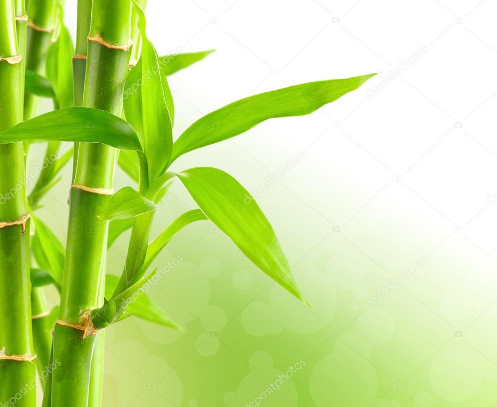 Fresh bamboo background