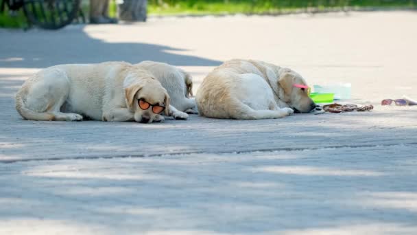 Grappige hond draagt een clubbril in het park. Trendy huisdier reiziger in stijlvolle zonnebril. — Stockvideo