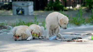 Yaz parkında güneş gözlüğü takan şık köpekler. Tropikal erkek kardeşler evcil hayvan 4K.