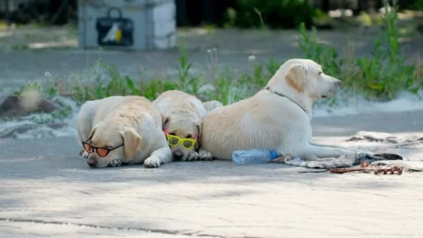 Funny dog wear club glasses in park. Trendy pet traveler in stylish sunglasses. — Stock Video