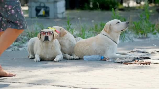 Chiens élégants portant des lunettes de soleil dans le parc d'été. Frères de style tropical animal de compagnie 4K. — Video