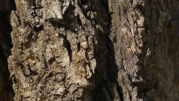 Textura de madera de rotación lenta con espacio vacío para su texto. Madera de superficie móvil — Vídeos de Stock