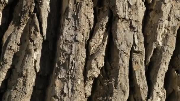 Rotation surface wooden background top view. Spin move pattern wood texture. — Stock video