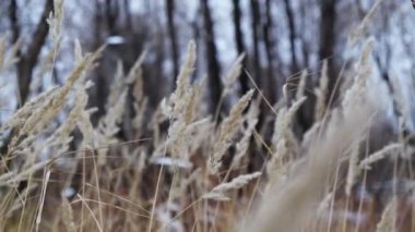 Autumn rye slow sway in field wheat. Golden oat movement on plants agriculture.