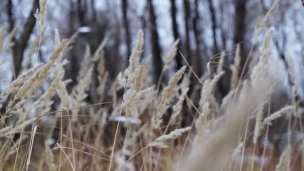 Autumn rye slow sway in field wheat. Golden oat movement on plants agriculture. — Vídeo de Stock