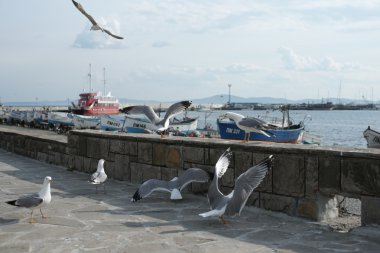 Martılar kıyı kenti Promenade