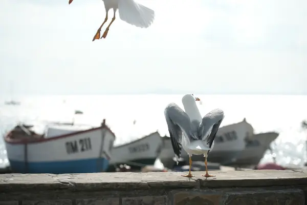 Gulls on the promenade of the coastal city — Stock Photo, Image