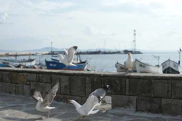 Gabbiani sul lungomare della città costiera — Foto Stock