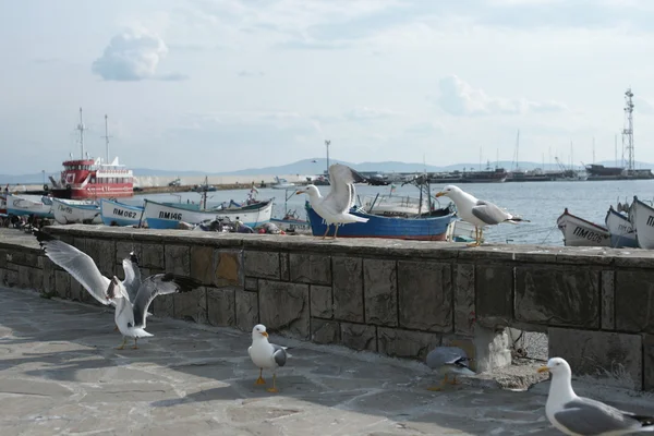 Meeuwen op de promenade van de kuststad — Stockfoto