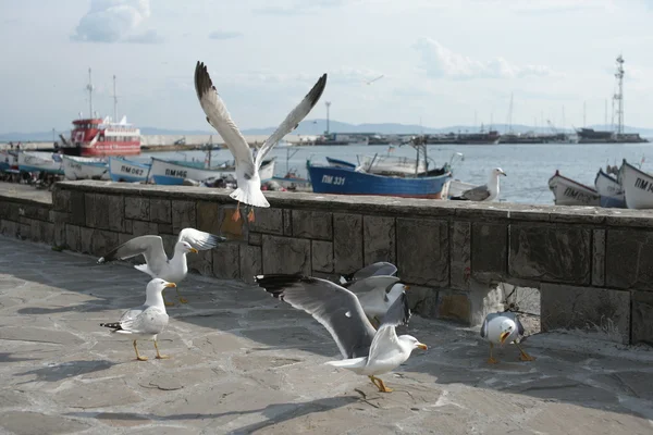 Gabbiani sul lungomare della città costiera — Foto Stock