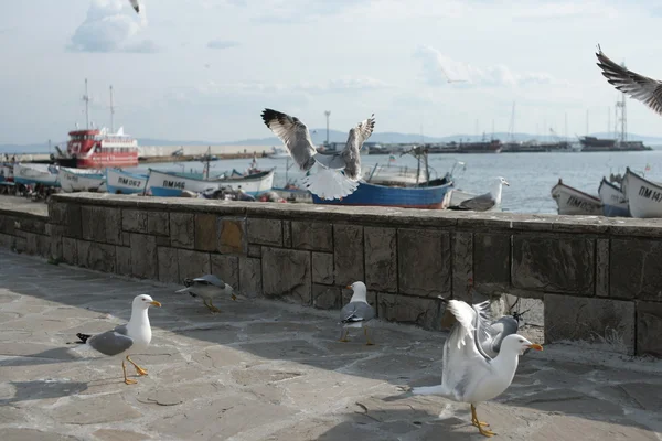 Gulls on the promenade of the coastal city — Stock Photo, Image