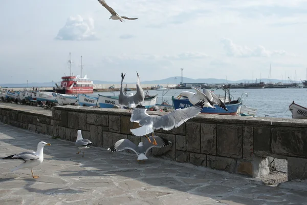 Чаи на набережной прибрежного города — стоковое фото