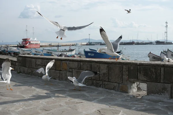 Gulls on the promenade of the coastal city — Stock Photo, Image