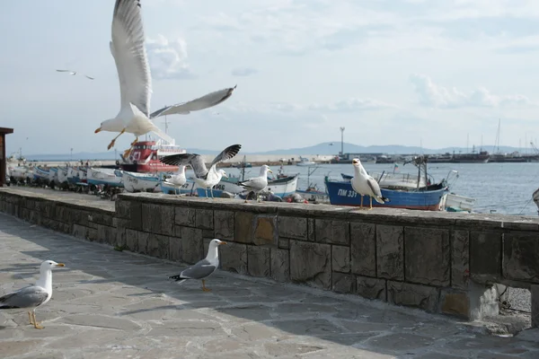 Meeuwen op de promenade van de kuststad — Stockfoto