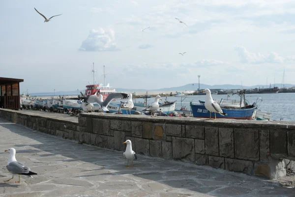 Gabbiani sul lungomare della città costiera — Foto Stock