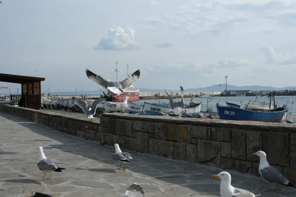 Gabbiani sul lungomare della città costiera — Foto Stock