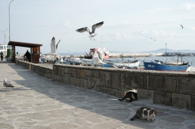 Kıyı kenti Sahil Martı