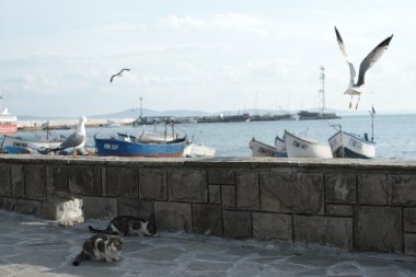 Kıyı kenti Sahil Martı