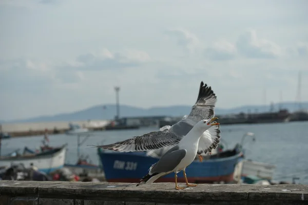 Weiße Muscheln auf schwarzem Sand — Stockfoto