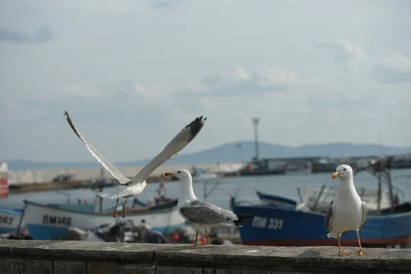 Gaivotas à beira-mar na cidade costeira — Fotografia de Stock