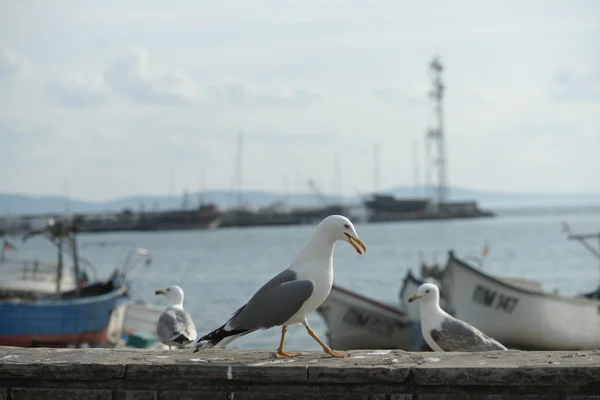 Gaivotas à beira-mar na cidade costeira — Fotografia de Stock